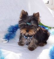 cute andhealthy tea cup yorkie puppy for sale