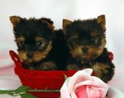 CUTE AND LOVELY TEACUP YORKIE PUPPIES FOR ADOPTION, (tracyjons23@yahoo.