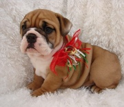   Cute English Bulldog Puppies For Adoption