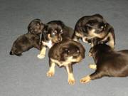 pups for sale